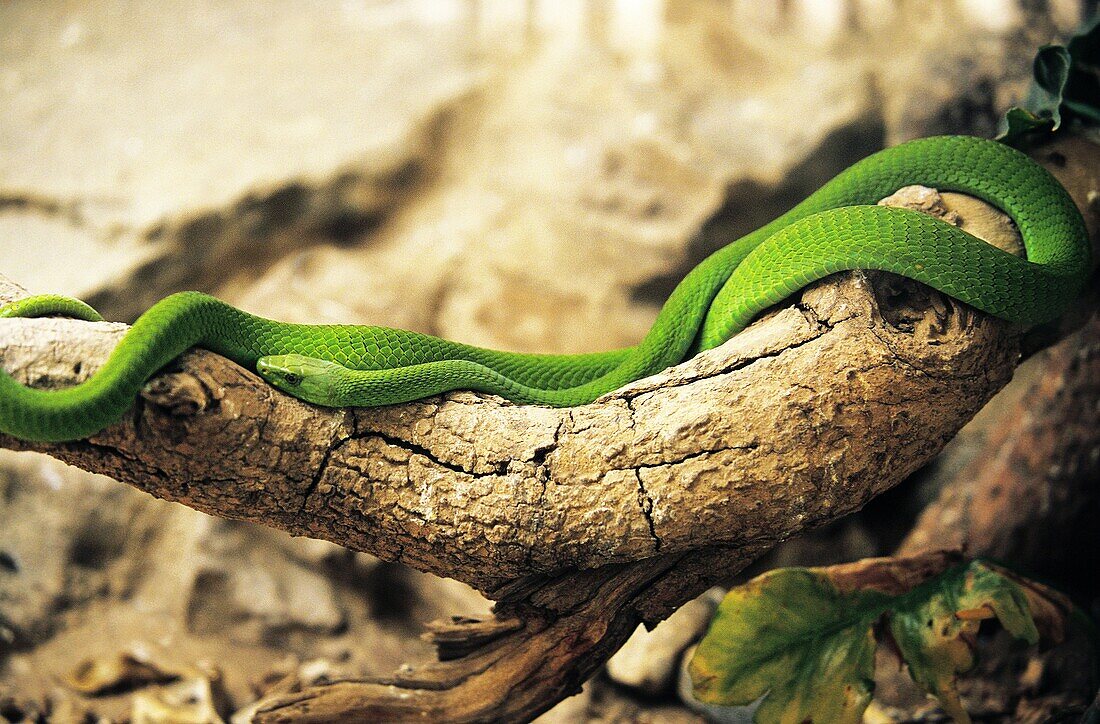 GREEN MAMBA dendroaspis angusticeps ON BRANCH