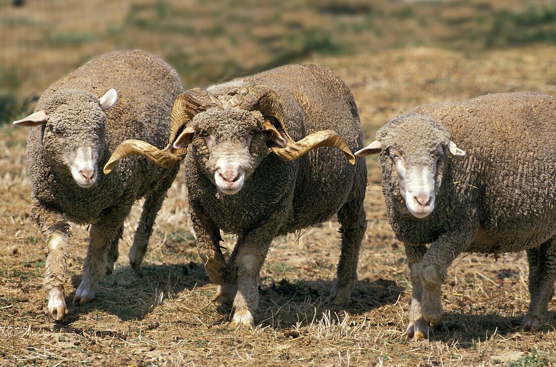 SHEEP MERINOS D´ARLES, RAM WITH EWES, A FRENCH BREED