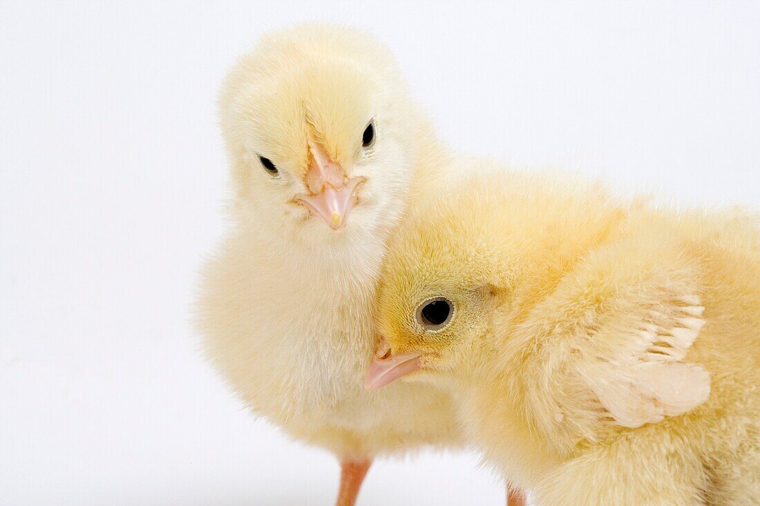 CHICKS AGAINST WHITE BACKGROUND