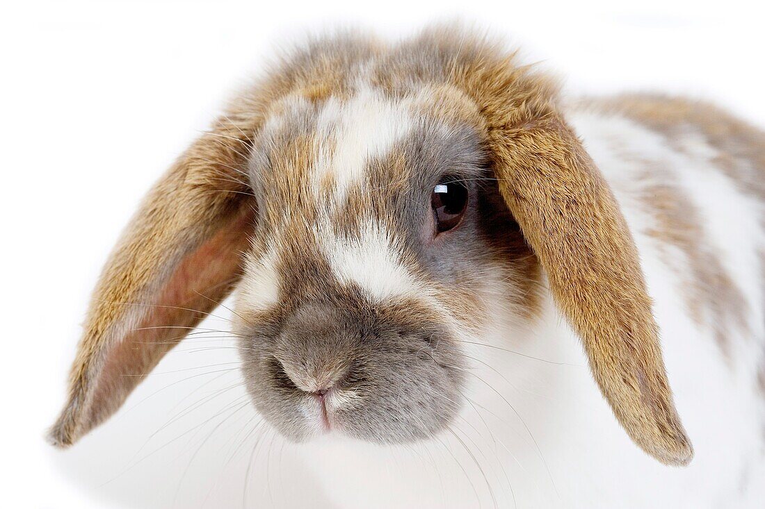 TRICOLOR LOP-EARED RABBIT, ADULT AGAINST WHITE BACKGROUND