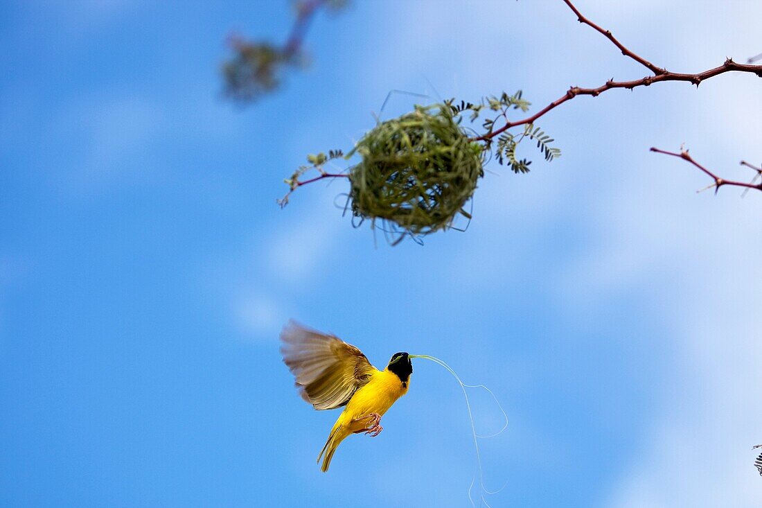 SOUTHERN MASKED-WEAVER ploceus velatus, ADULT BUILDING NEST, NAMIBIA