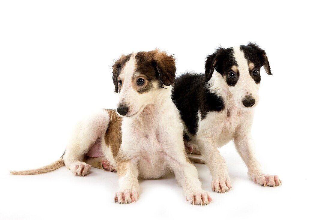 BORZOI OR RUSSIAN WOLFHOUND, PUPPIES AGAINST WHITE BACKGROUND