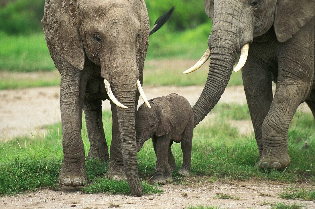 AFRICAN ELEPHANT loxodonta africana, MOTHER WITH CALF, KENYA