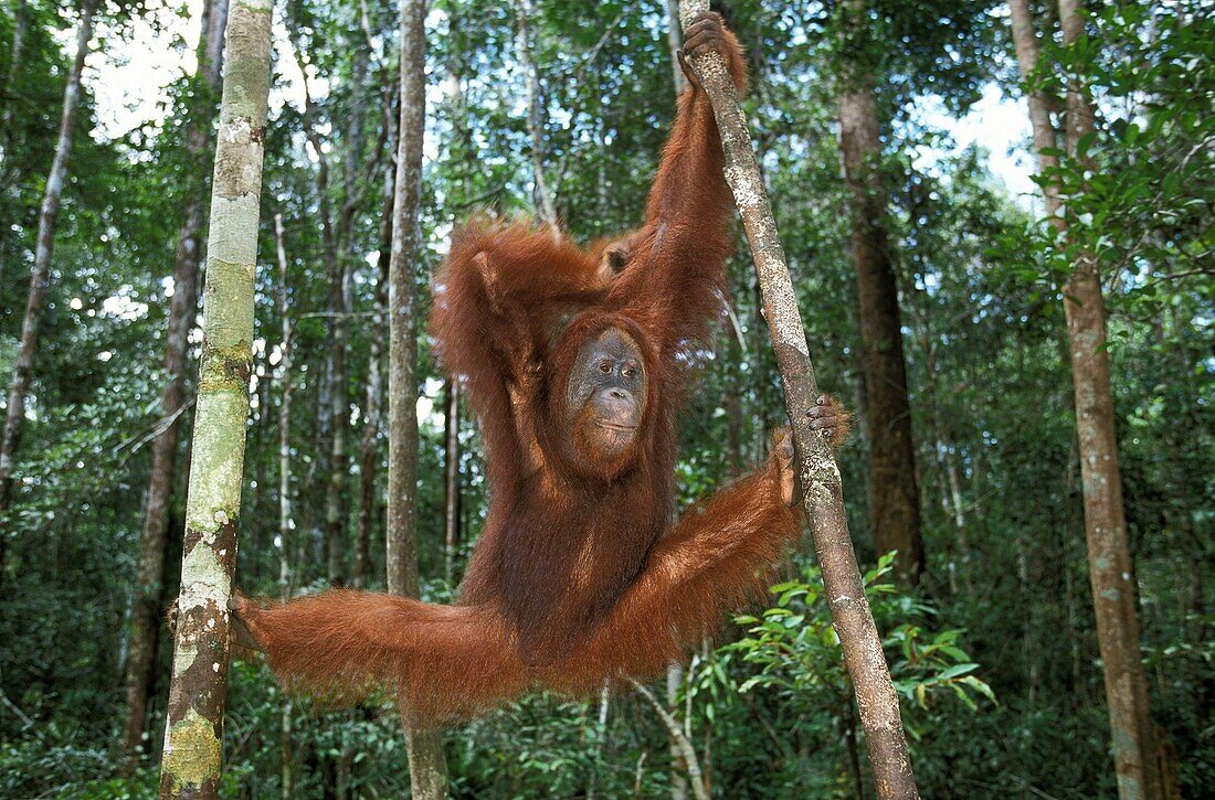 ORANG UTAN pongo pygmaeus, FEMALE HANGING FROM BRANCH, BORNEO