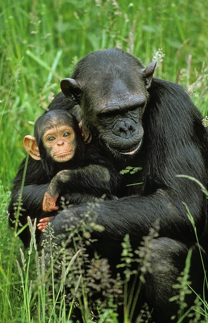 CHIMPANZEE pan troglodytes, MOTHER WITH BABY