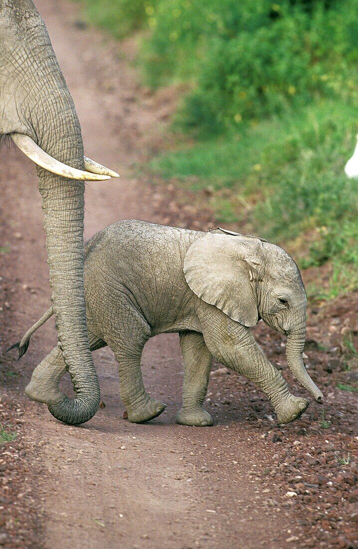 AFRICAN ELEPHANT loxodonta africana, MOTHER WITH CALF, KENYA