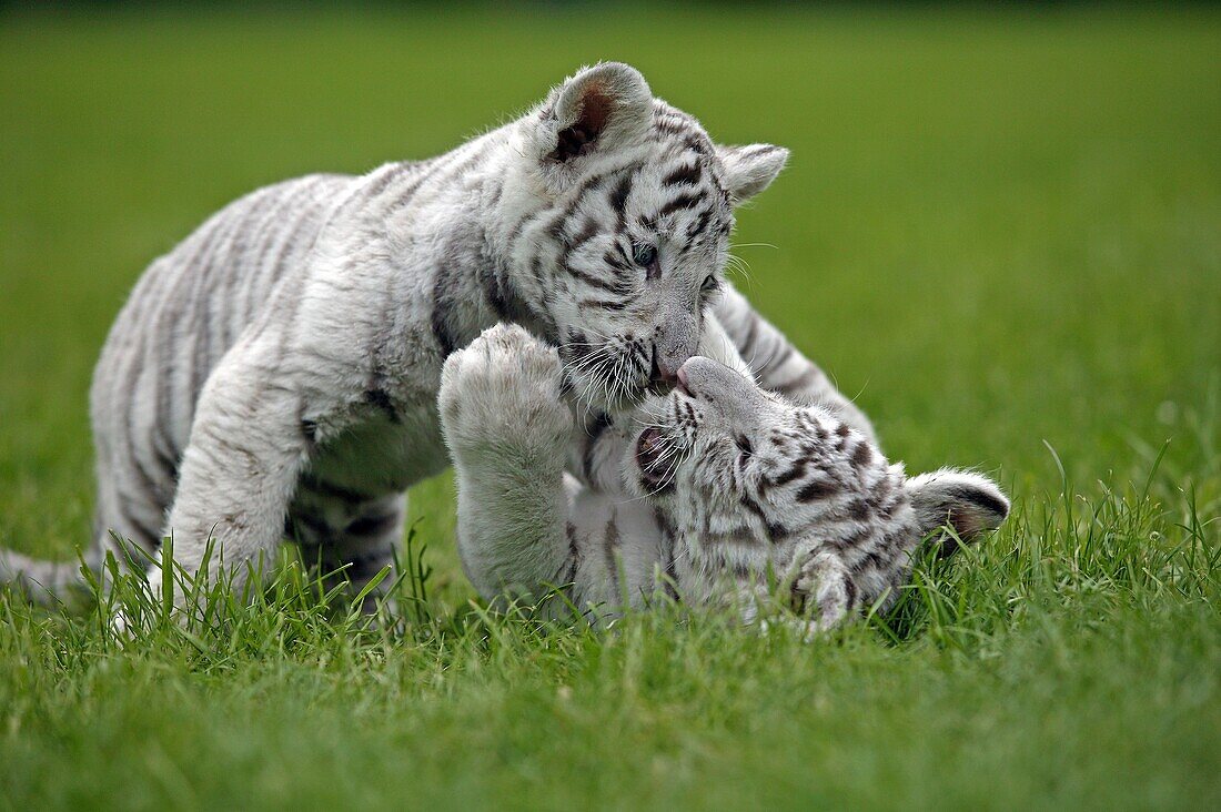 WHITE TIGER panthera tigris, CUB PLAYING ON GRASS