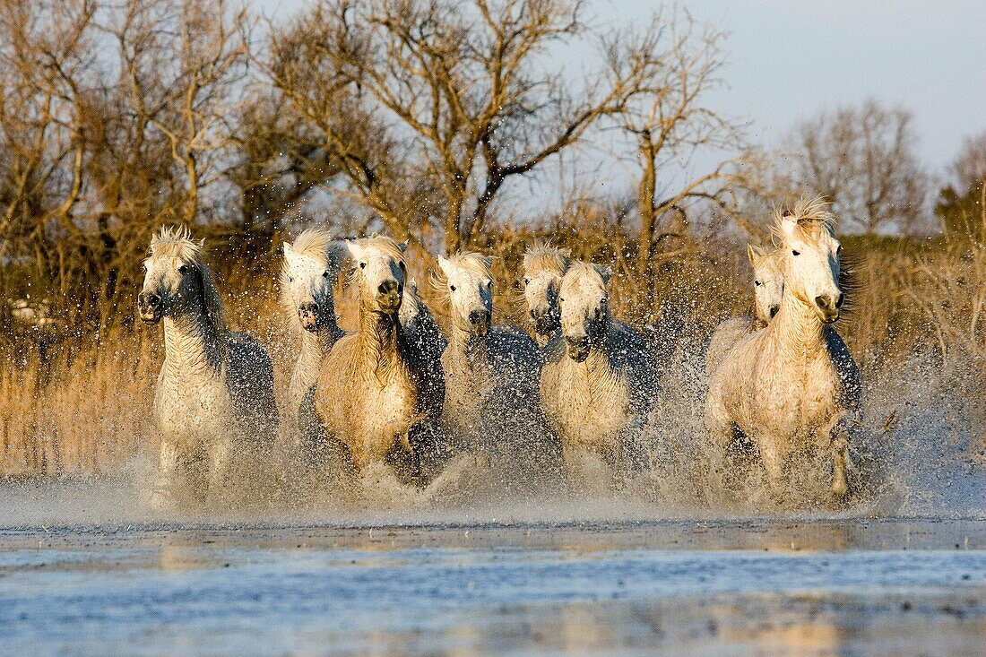 CAMARGUE HORSE, HERD GALLOPING IN WATER, SAINTES MARIE DE LA MER IN THE SOUTH OF FRANCE