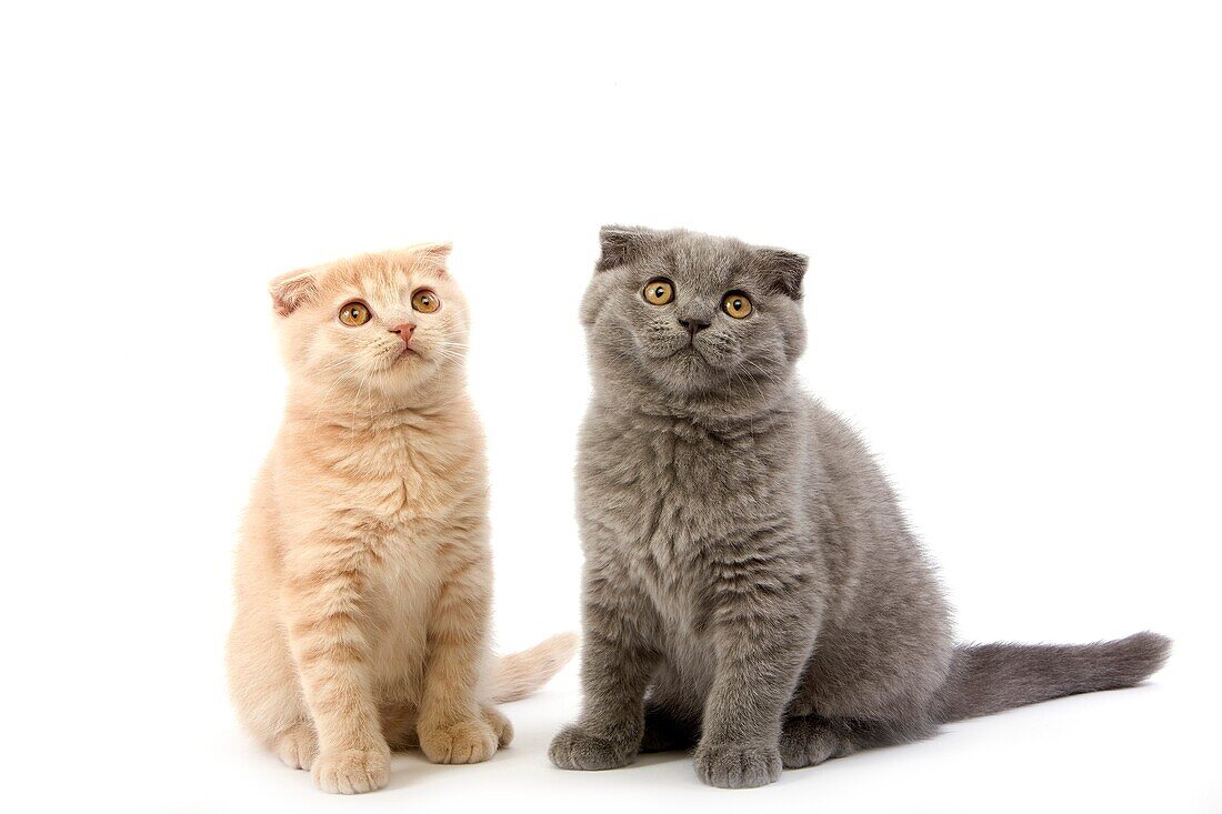 2 MONTHS OLD SCOTTISH FOLD CREAM AND BLUE KITTENS
