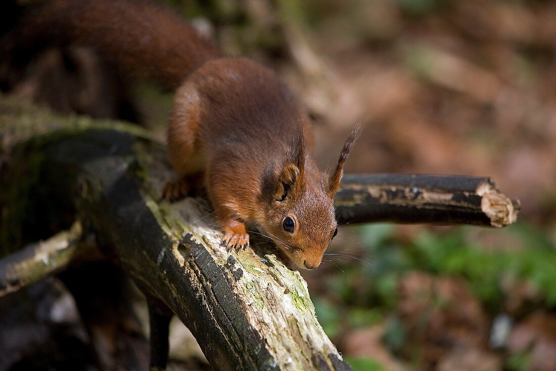 RED SQUIRREL sciurus vulgaris, ADULT SMELLING, NORMANDY IN FRANCE