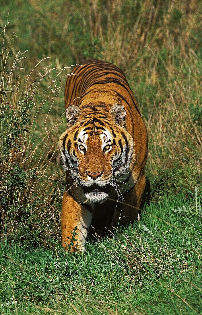 BENGAL TIGER panthera tigris tigris, ADULT WALKING ON GRASS