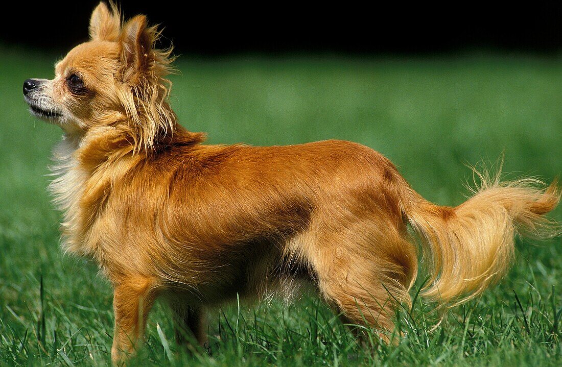 CHIHUAHUA DOG, ADULT STANDING ON GRASS