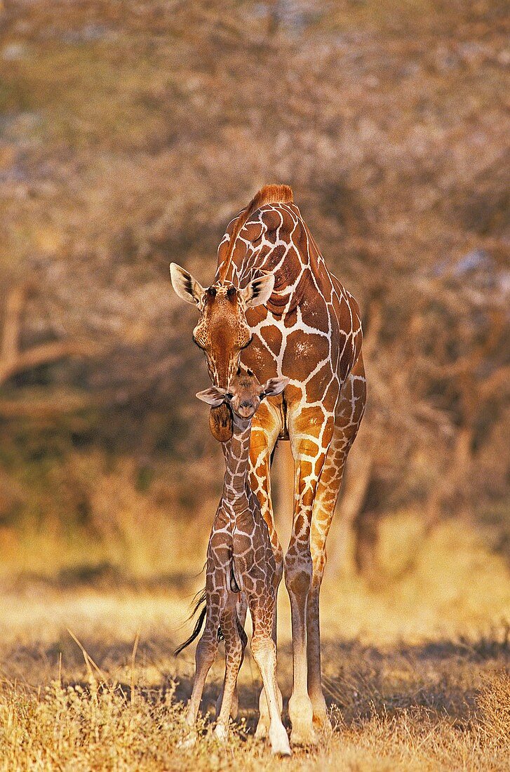 RETICULATED GIRAFFE giraffa camelopardalis reticulata, FEMALE WITH CALF, SAMBURU PARK IN KENYA