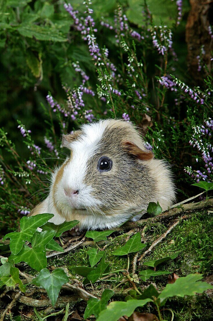 GUINEA PIG cavia porcellus, ADULT STANDING NEAR HEATER