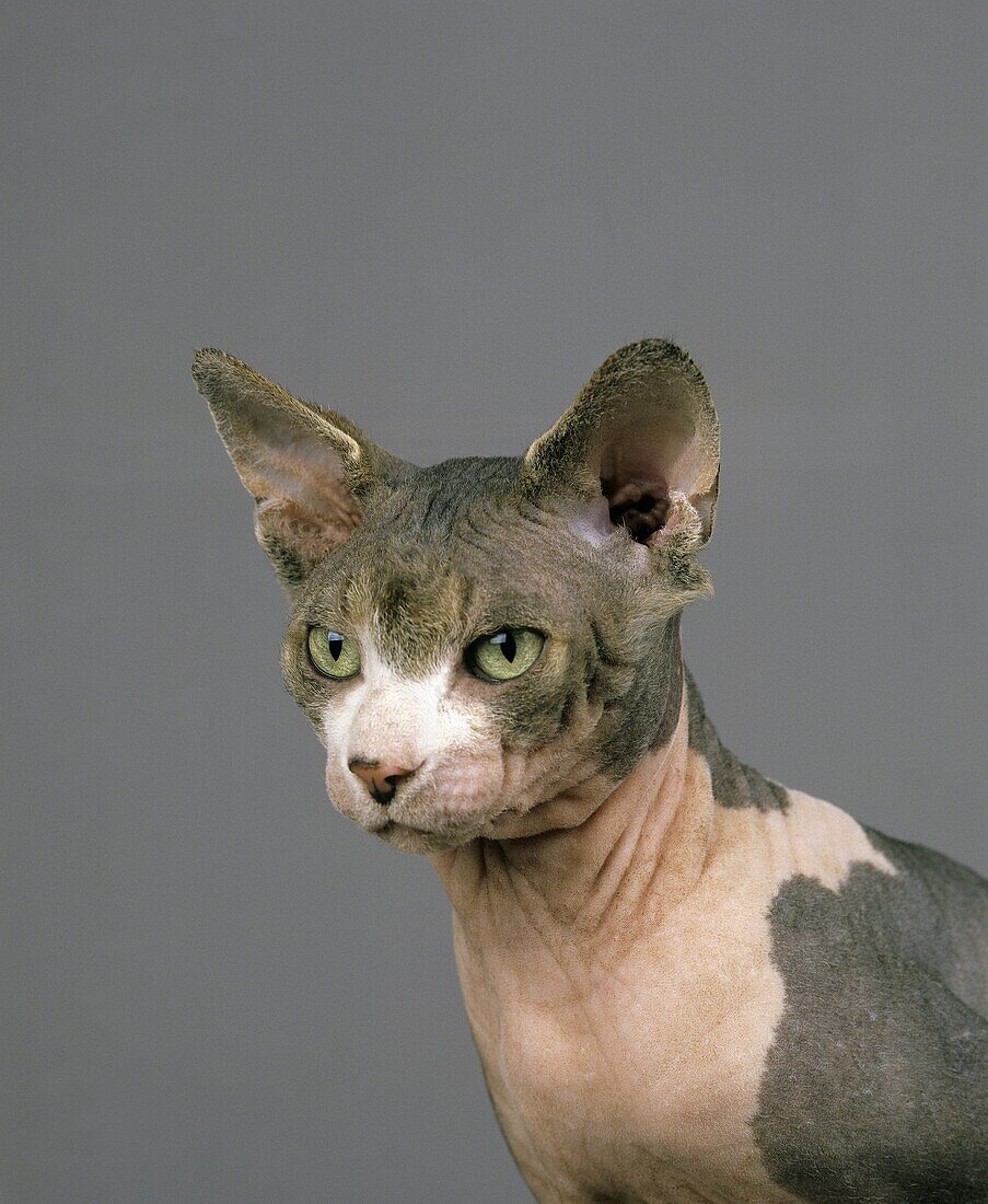 SPHYNX DOMESTIC CAT, CAT BREED WITH NO HAIR, PORTRAIT OF ADULT