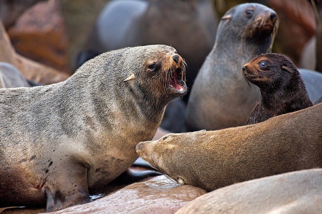 SOUTH AFRICAN FUR SEAL arctocephalus pusillus, COLONY AT CAPE CROSS, NAMIBIA