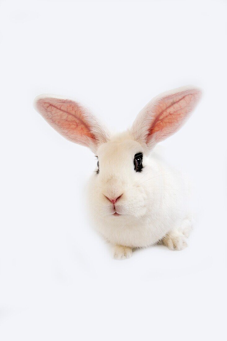 HOTOT RABBIT, A BREED FROM NORMANDY IN FRANCE