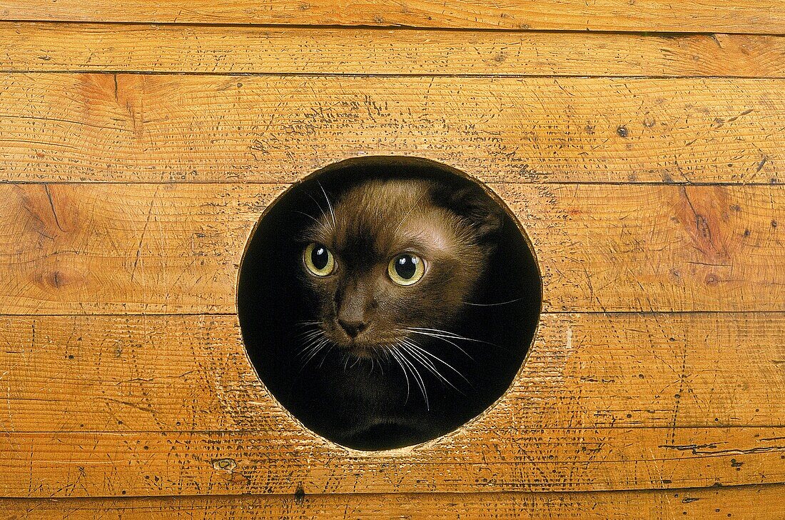 CHOCOLATE BURMESE DOMESTIC CAT, FRIGHTENED EXPRESSION