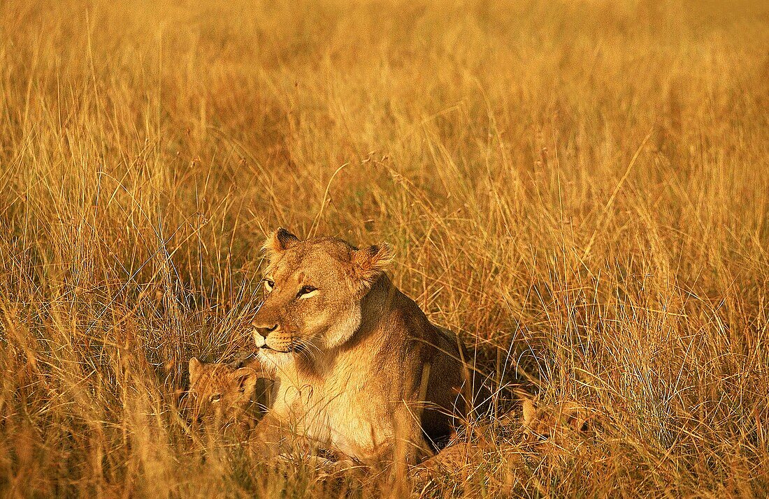 AFRICAN LION panthera leo, MOTHER WIHT CUB STANDING IN SAVANNAH, KENYA