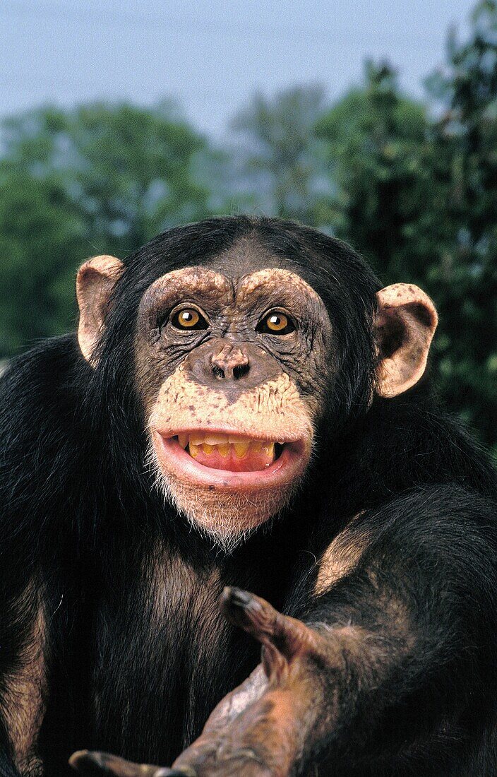 CHIMPANZEE pan troglodytes, ADULT