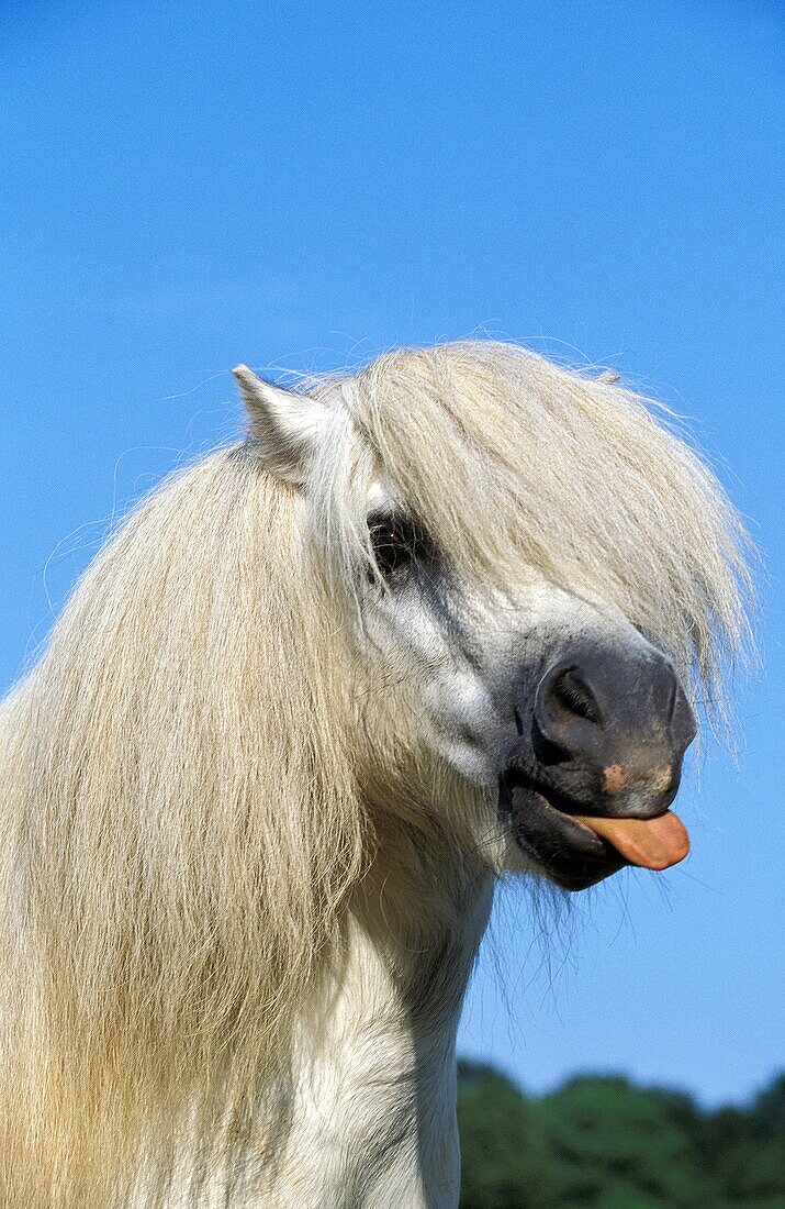 SHETLAND PONY, PORTRAIT OF ADULT WITH TONGUE OUT
