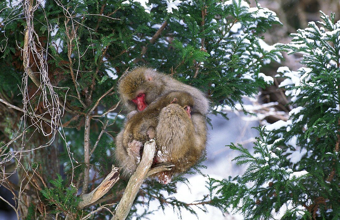 JAPANESE MACAQUE macaca fuscata, MOTHER WITH BABY, HOKKAIDO ISLAND IN JAPAN