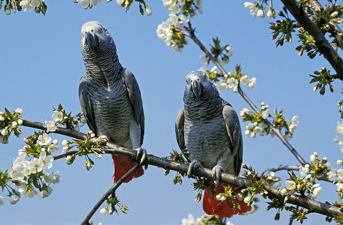 AFRICAN GREY PARROT psittacus erithacus, ADULTS STANDING ON BRANCH