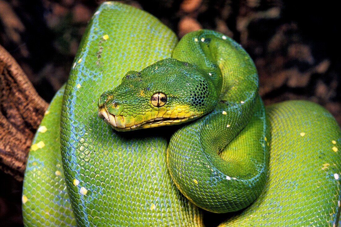 GREEN TREE PHYTON morelia viridis, ADULT COILED AROUND BRANCH