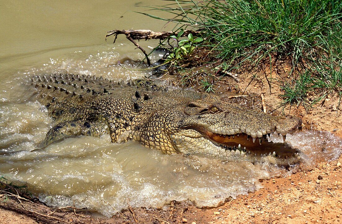 AUSTRALIAN SALWATER CROCODILE OR ESTUARINE CROCODILE crocodylus porosus, ADULT COMING OUT WATER, AUSTRALIA