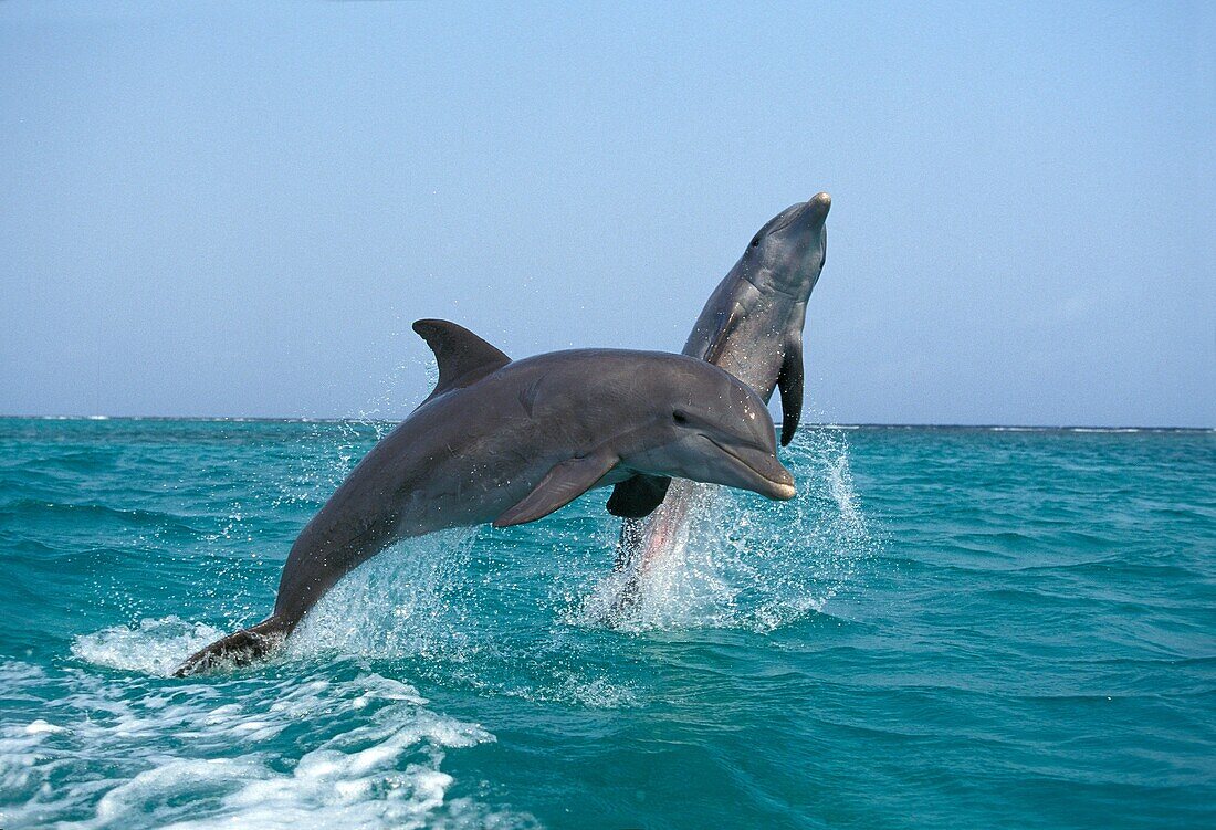 BOTTLENOSE DOLPHIN tursiops truncatus, ADULTS LEAPING, HONDURAS