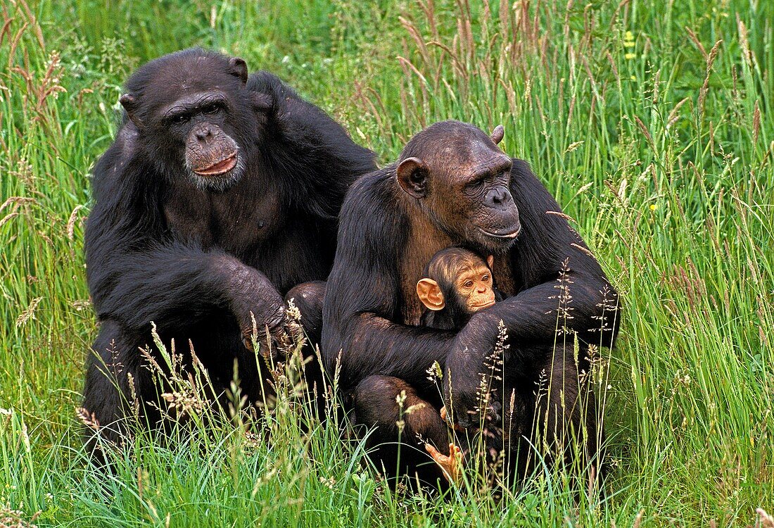 CHIMPANZEE pan troglodytes, FEMALE CARRYING YOUNG