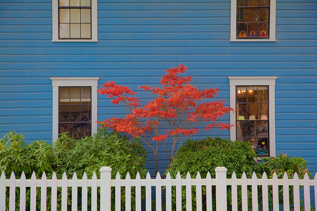 A house wall. Traditional clapboard painted blue. Windows. A tree, Japanese Maple, with red foliage. A white painted picket fence., Port Gamble, Washington