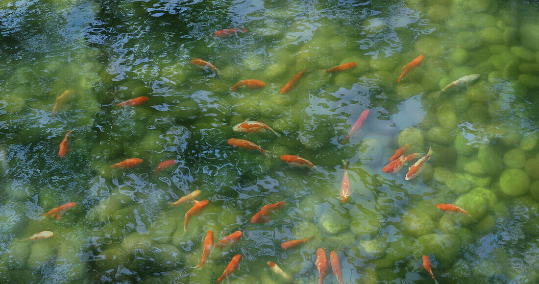 Koi fish in a pond with reflections, Tokyo, Japan, Asia
