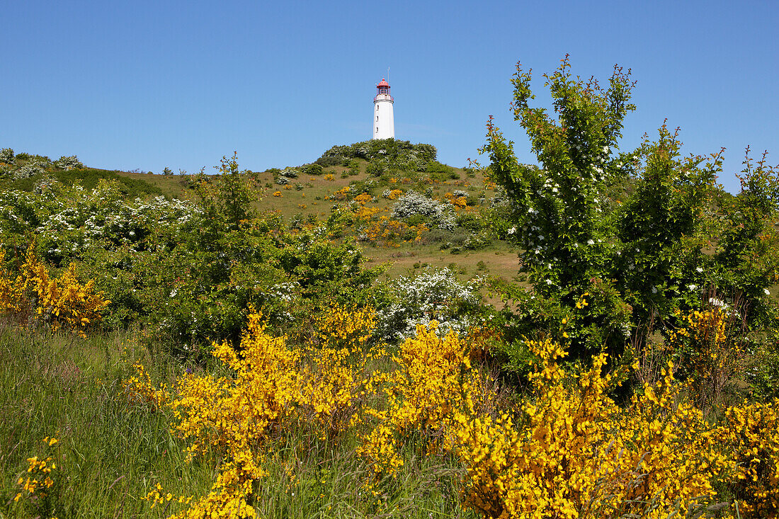 Blooming broom and lighthouse at Dornbusch, Hiddensee Island, Western Pomerania Lagoon Area National Park, Mecklenburg Western Pomerania, Germany, Europe