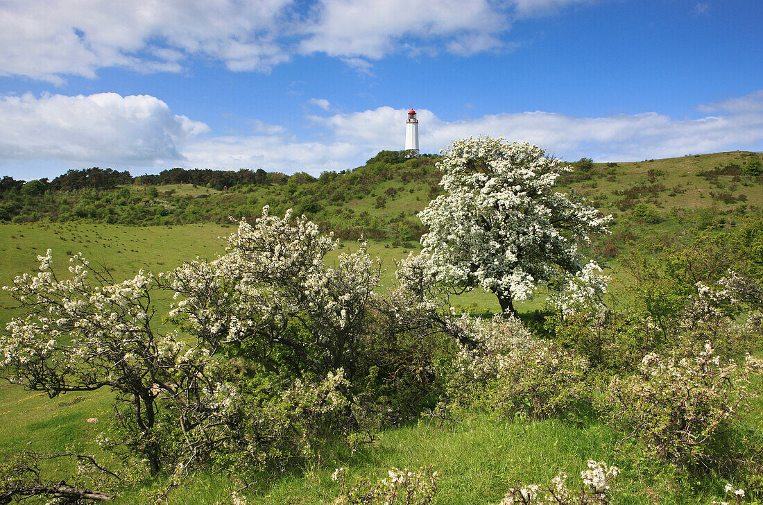 Blühende Schlehen und blühender Birnbaum vor Leuchtturm auf dem Dornbusch, Insel Hiddensee, Nationalpark Vorpommersche Boddenlandschaft, Ostsee, Mecklenburg Vorpommern, Deutschland, Europa