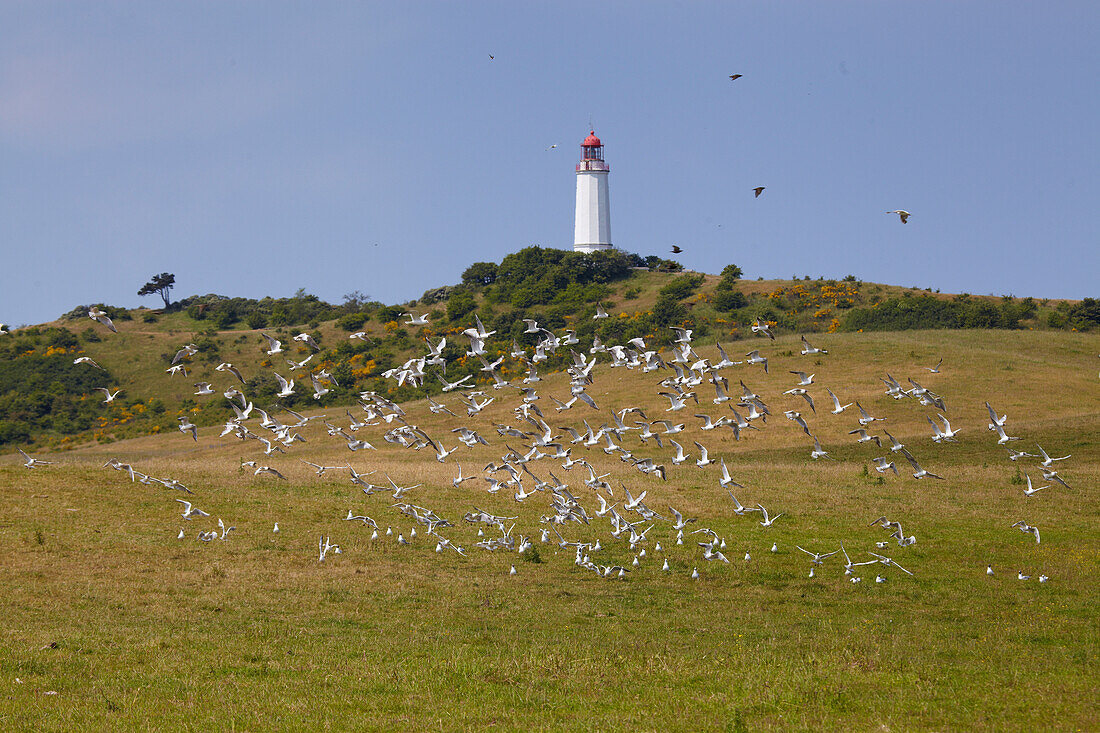 Seagulls in front of Dornbusch lighthouse, Hiddensee Island, Western Pomerania Lagoon Area National Park, Mecklenburg Western Pomerania, Germany, Europe