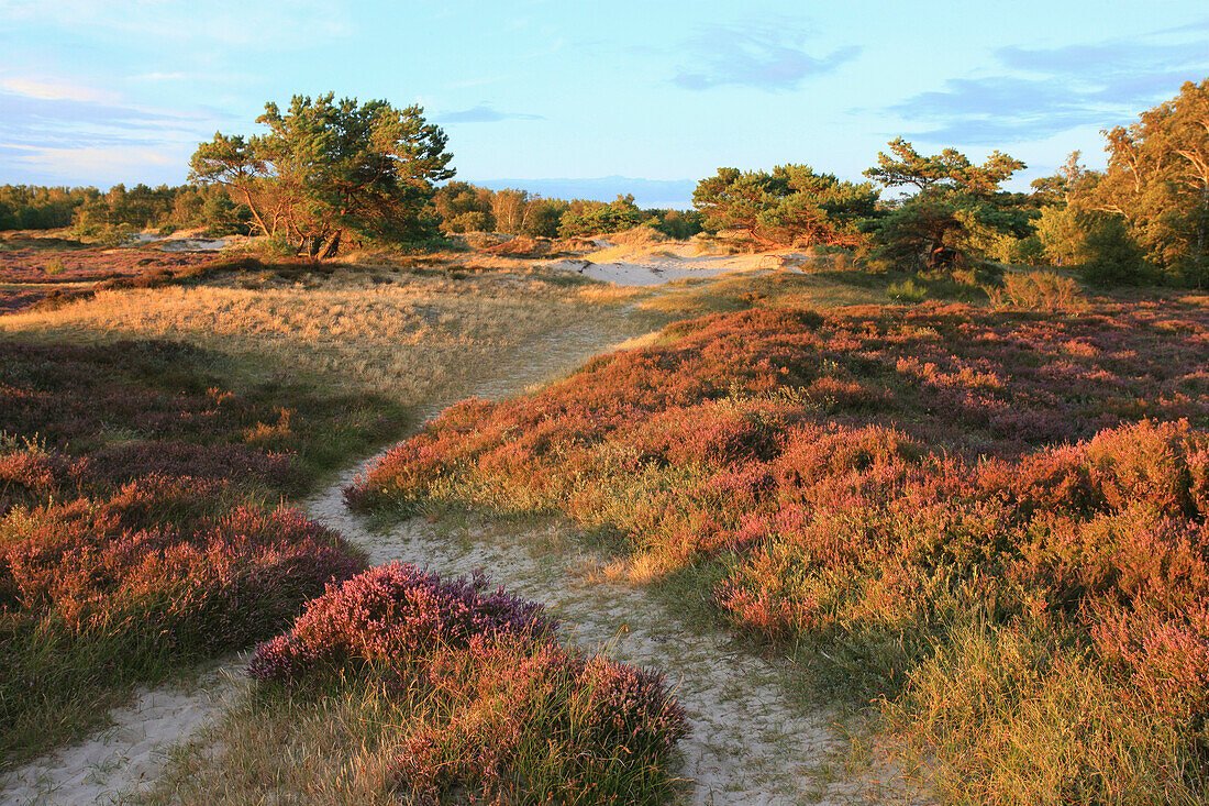 Dünenheide im Abendlicht, Insel Hiddensee, Nationalpark Vorpommersche Boddenlandschaft, Ostsee, Mecklenburg Vorpommern, Deutschland, Europa