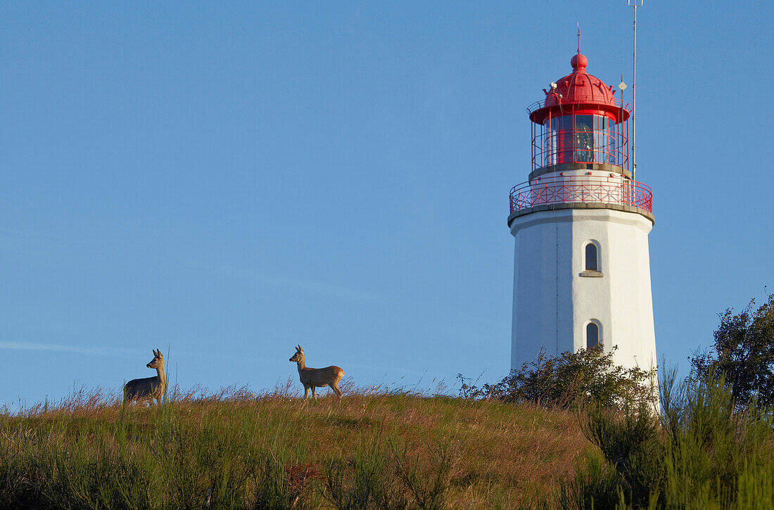 Deers at Dornbusch lighthouse, Hiddensee Island, Western Pomerania Lagoon Area National Park, Mecklenburg Western Pomerania, Germany, Europe