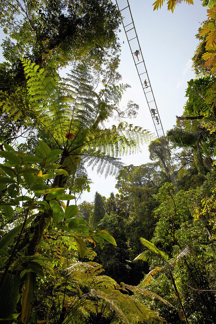 Low angle view of suspension bridge in the rainforest, La Fortuna, Costa Rica, Central America, America