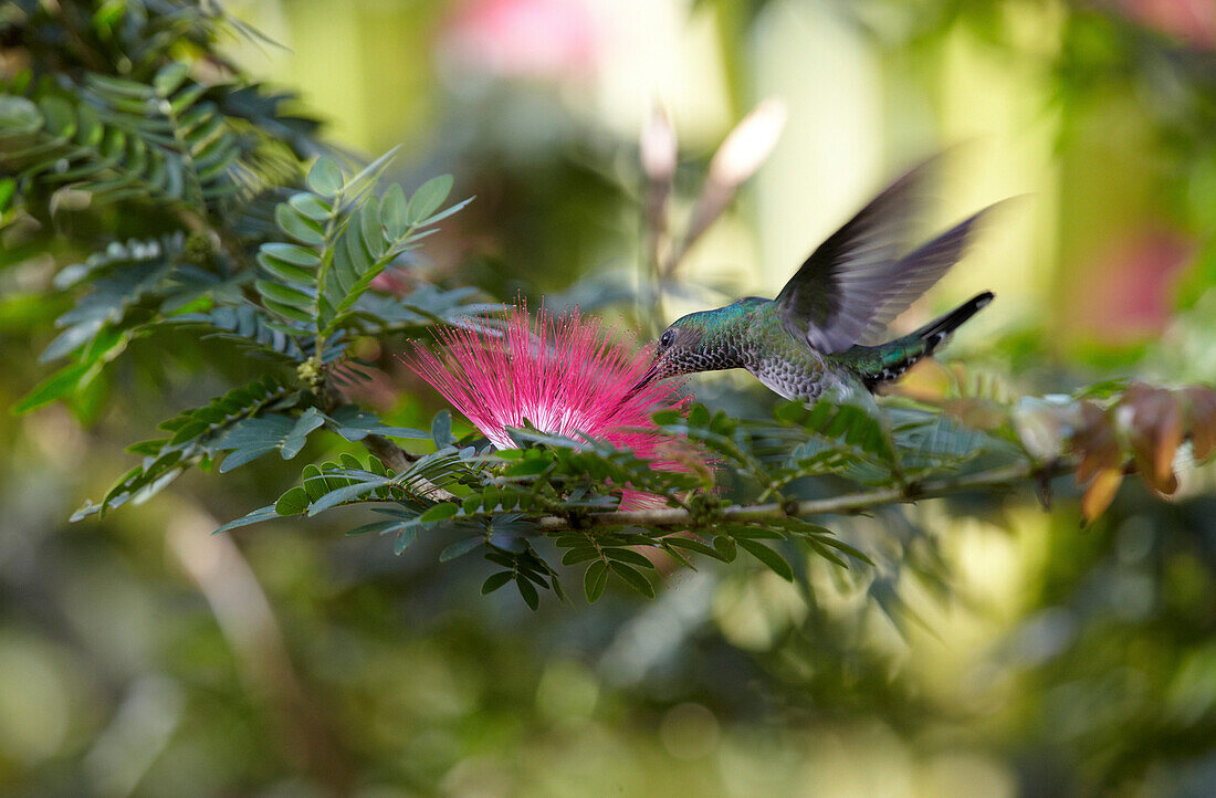 Flying hummingbird at a mimosa blossom, Guanacaste, Costa Rica, Central America, America