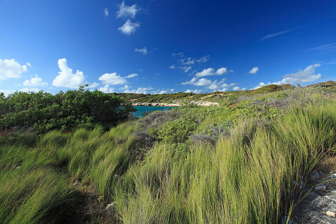 Küstenlandschaft unter blauem Himmel, Indian Town Point, Antigua, Westindische Inseln, Karibik, Mittelamerika, Amerika