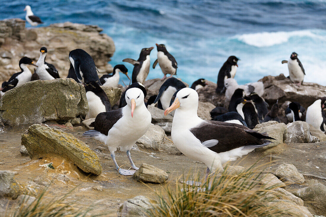 Black-browed Albatrosses, Diomedea melanophrys, and Rockhopper Penguins, Eudyptes chrysocome, New Island, Falkland Islands, Subantarcic
