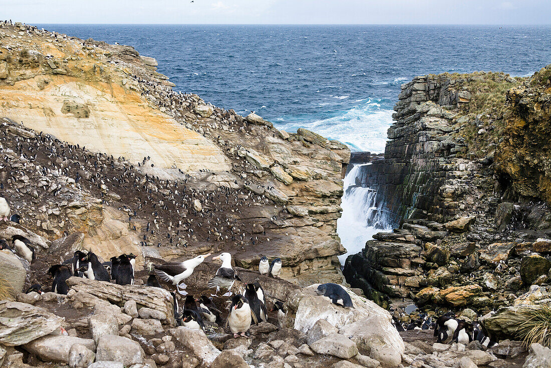 Rockhopper Penguins, Eudyptes chrysocome, and Black-browed Albatross, Diomedea melanophrys, New Island, Falkland Islands, Subantarcic