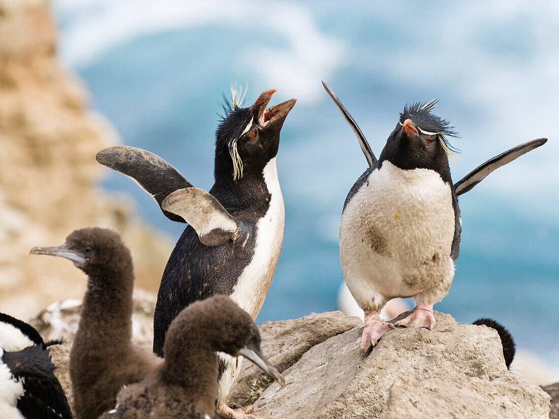 Rockhopper Penguins, Eudyptes chrysocome, Falkland Islands, Subantarctic, South America