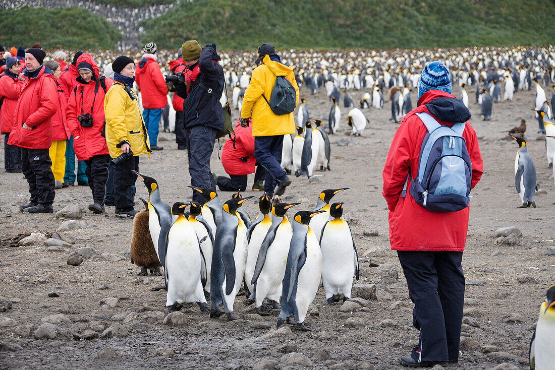 King Penguins and tourists, Aptenodytes patagonicus, Salisbury Plains, South Georgia, Antarctica