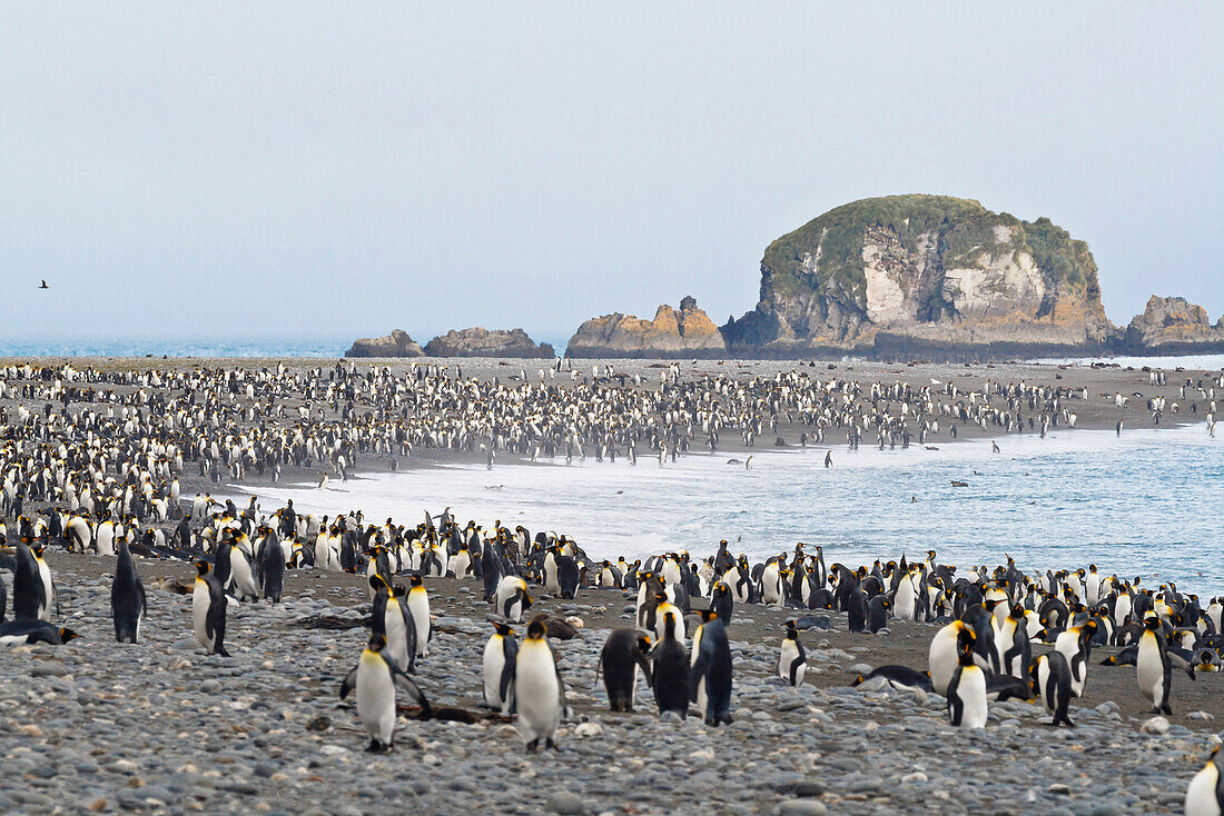 King Penguins, Aptenodytes patagonicus, colony, Salisbury Plains, South Georgia, Antarctica