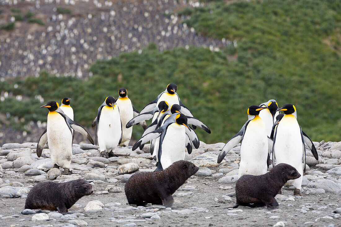 King Penguins, Aptenodytes patagonicus, and Antarctic Fur Seals, Acrocephalus gazella, Salisbury Plains, South Georgia, Antarctica