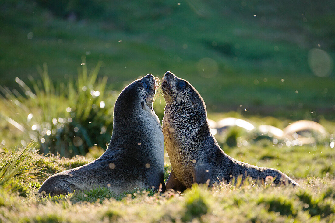 Young Antarctic Fur Seals, Arctocephalus gazella, Grytviken, South Georgia, Antarctic