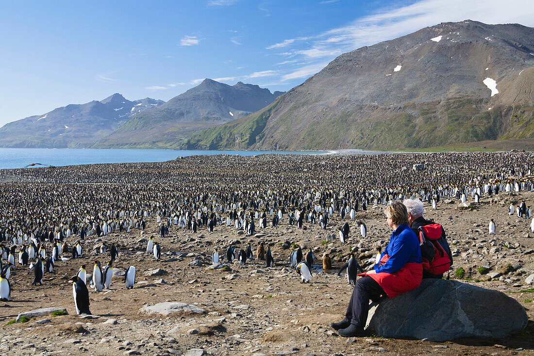 King Penguins, Aptenodytes patagonicus, St Andrews Bay, South Georgia, Antarctica