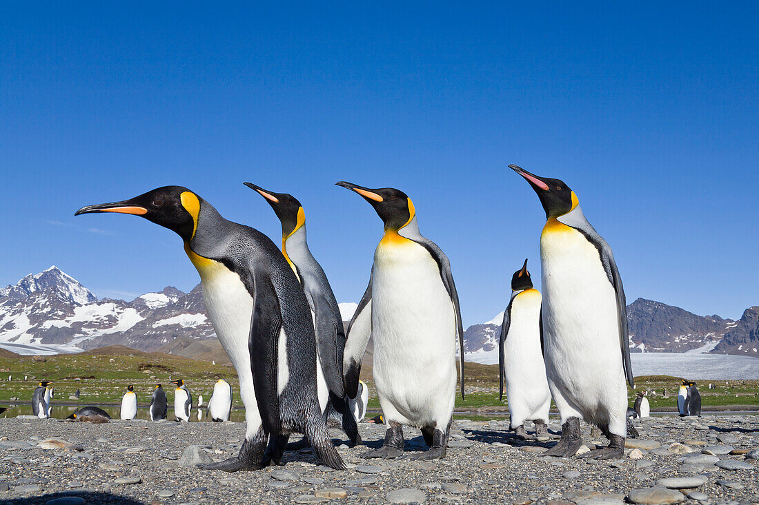 Königspinguine, Aptenodytes patagonicus, St Andrews Bay, Süd Georgien, Antarktis